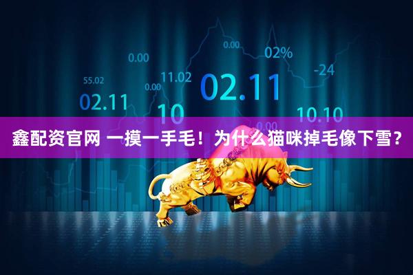 鑫配资官网 一摸一手毛！为什么猫咪掉毛像下雪？