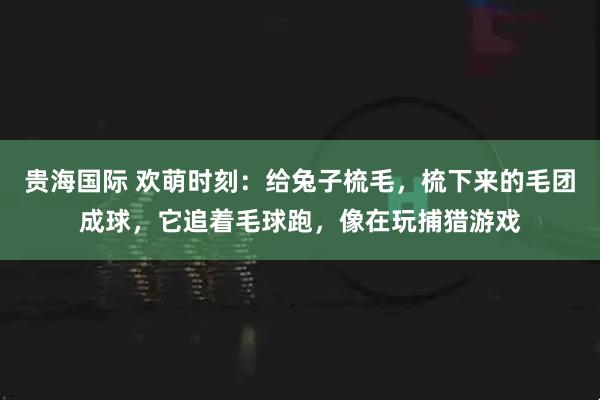 贵海国际 欢萌时刻：给兔子梳毛，梳下来的毛团成球，它追着毛球跑，像在玩捕猎游戏
